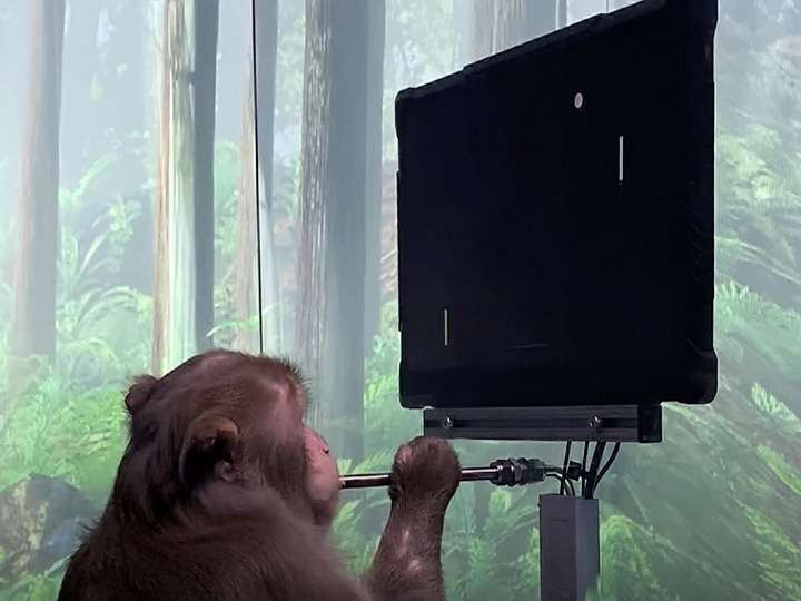Elon Musk's company did the deed, monkey playing video games with his brain, watch video